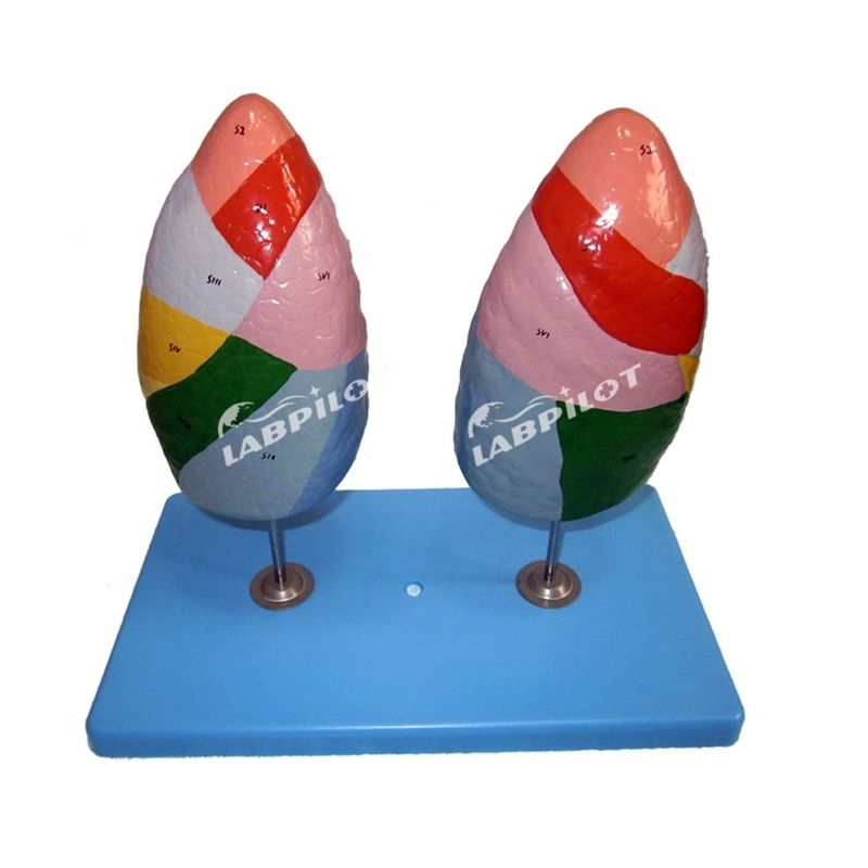 폐의 기관세포분자 모형 학교 및 의학 교육용 인간 생명 크기