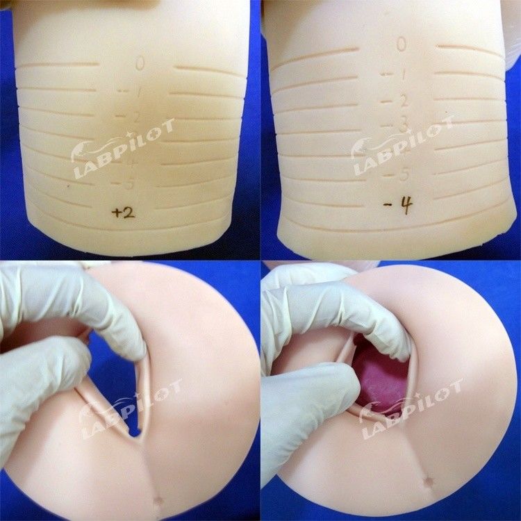 자궁경부 확장 및 지연의 산부인과 훈련을위한 인간 생명 크기 마니킨 모델