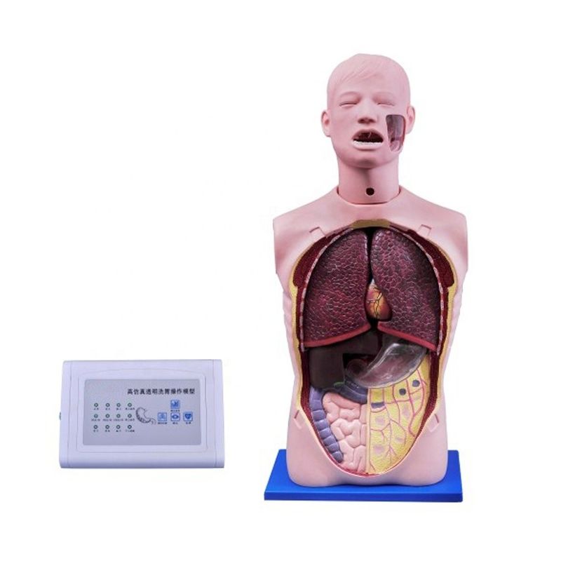 수축 및 트라케오토미 훈련을 위한 인간 생명 크기의 다기능 간호용 마니킨
