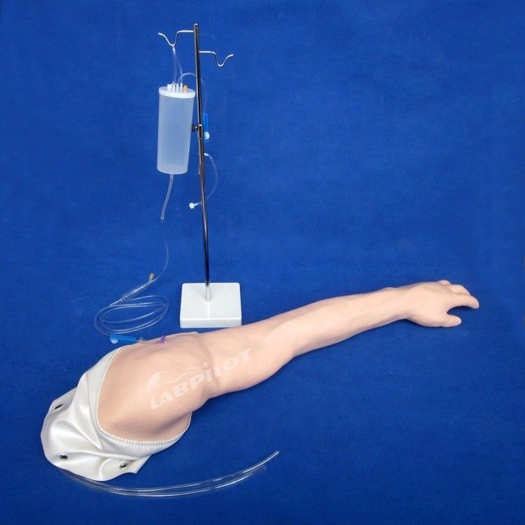 포괄적 인 정맥 절개 훈련 팔 인체 생명 크기 모델 IV 및 IM 주입