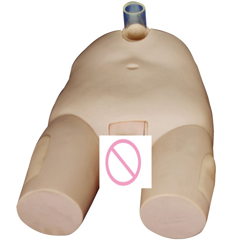 PVC 남성/여성 방광 관개 훈련 모델 카테테리제 기술 및 펑크 작업 시뮬레이터