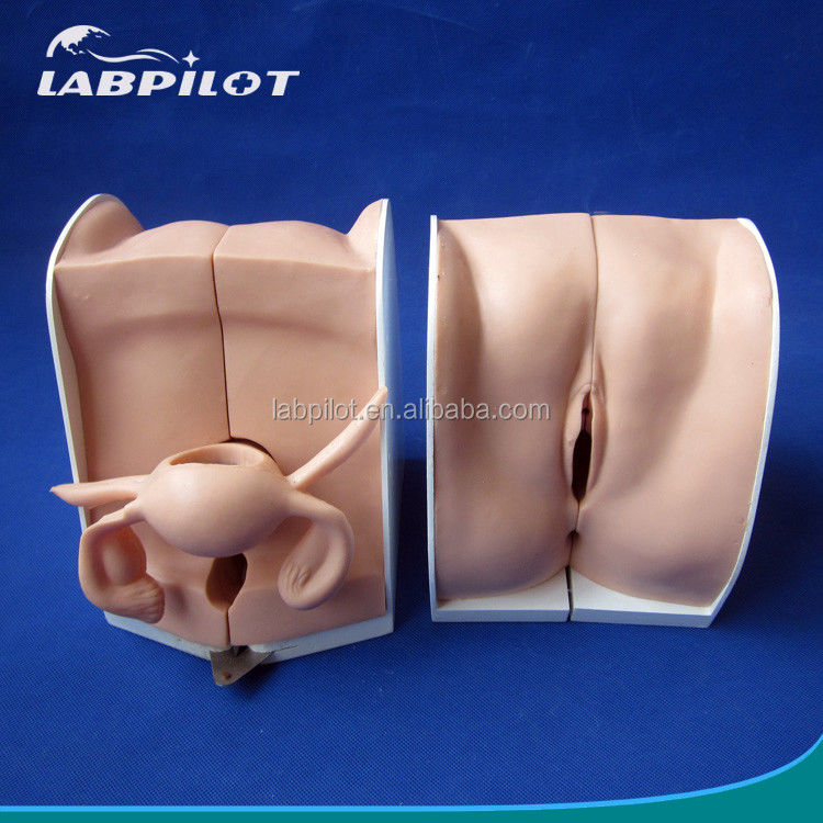 가족 계획 피임 방법 모형 인체 생명 크기 IUD 의 배치 및 제거